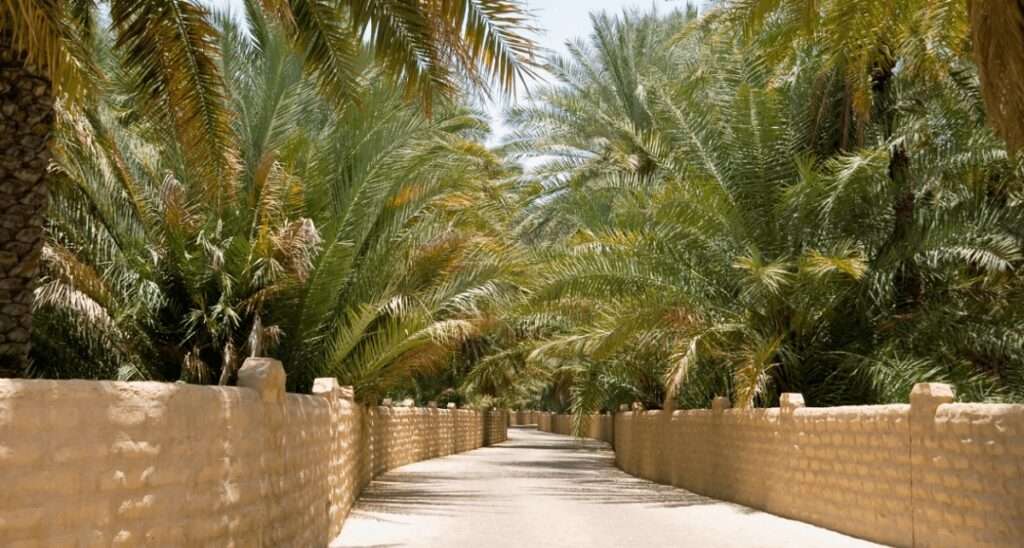 Oasis Al Ain Abu Dhabi